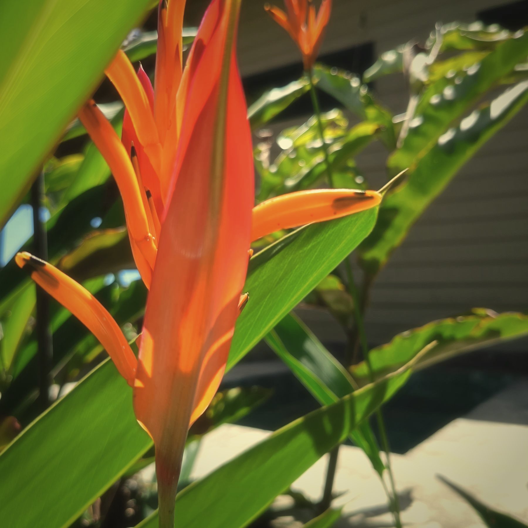 Heliconia